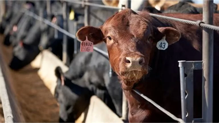 El Gobierno aclaró que el esquema de retenciones cero para la carne continuará hasta el 31 de octubre