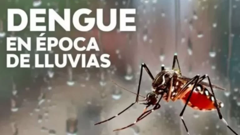 Pautas para prevenir el dengue durante el período de lluvias