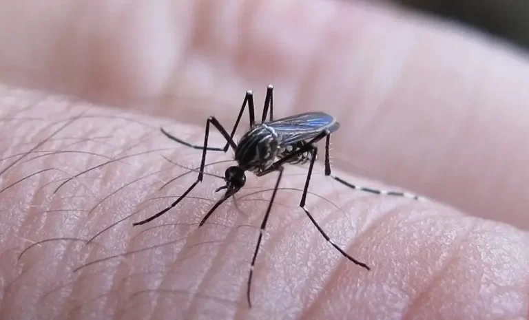Salta ya tiene más de 2.100 casos de chikungunya
