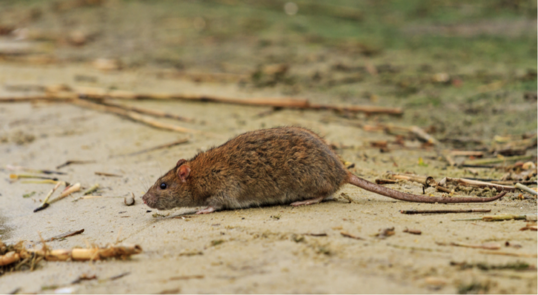 Hantavirus en Salta: confirmaron 17 casos y seis muertes en lo que va del año