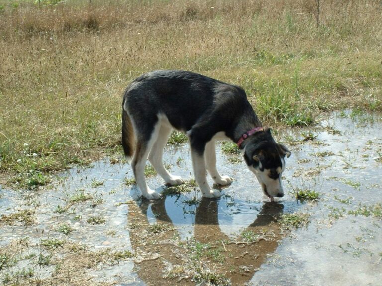 Río Arenales: Detectaron leptospirosis en 11 perros de la zona