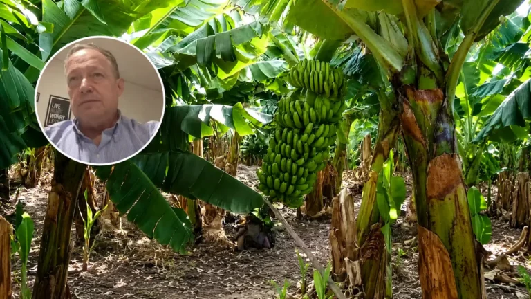 La desregulación de bananas amenaza 3.000 empleos y frena inversiones en Salta