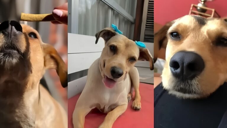 Salta impulsa la «Ley Lola» contra el abandono y el maltrato animal