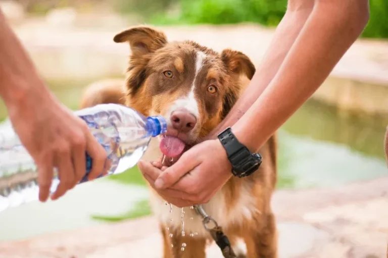 Salta vivirá una jornada de calor intenso con 33°C de máxima