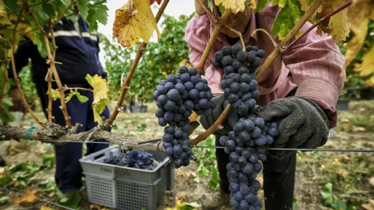 Crisis del vino en Salta: de 90 a 16 botellas por persona, stock acumulado y 62% de impuestos