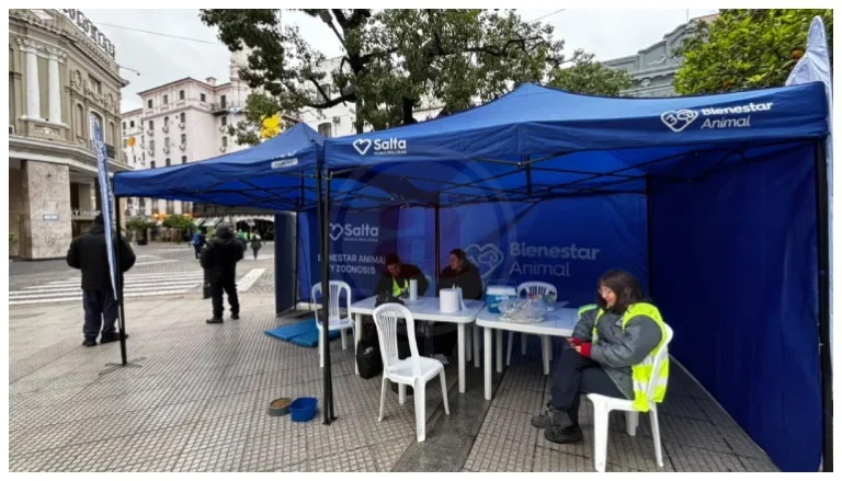 Perros peregrinos: recogieron 17 en un día y aumentaron los casos en la Plaza 9 de Julio