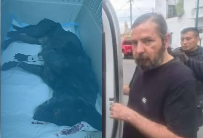 El hombre que maltrató a “Negra” es inimputable y lo trasladaron al Ragone